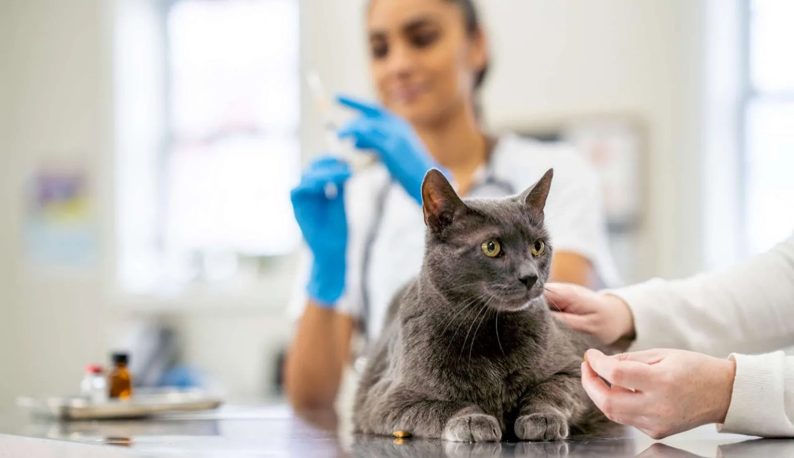 Tierärztin untersucht eine Katze – Digitale-PR-Kampagne für die Allianz